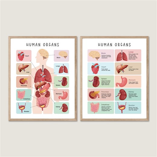 Human Body Poster, Health Education Prints, Anatomy Poster, Organs Chart, Anatomy, Skeleton, Homeschool Decor, Educational Printable - Etsy