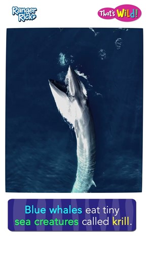 What do BLUE WHALES eat? #animalsforkids #whale #animalfacts #naturevideo