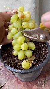 5M views · 47K reactions | Uite cat de usor germinează vita de vie 朗 #viralreelsシ #familyfarm #viral #gradina #solar #vegan #familytime #Wow #localbusiness #agriculture | Danciu C Daniel | Facebook