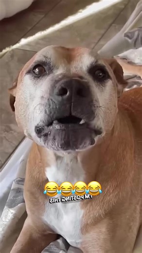 Funny Car Moments with Dogs on TikTok