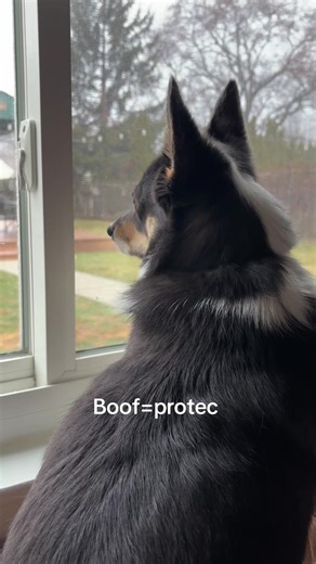 Corgi Barks: Why Your Dog Might Bark Again