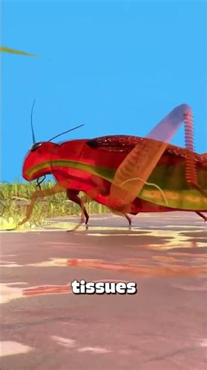 cricket problem #animals #funny #memes #funny