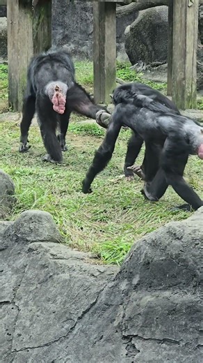Chimpanzee/Pan troglodytes/Taipei Zoo