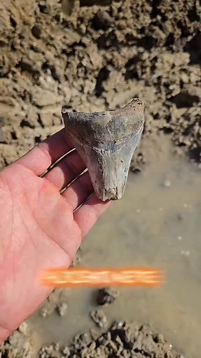 51 reactions | Every Megalodon tooth tells a story… and this one from...