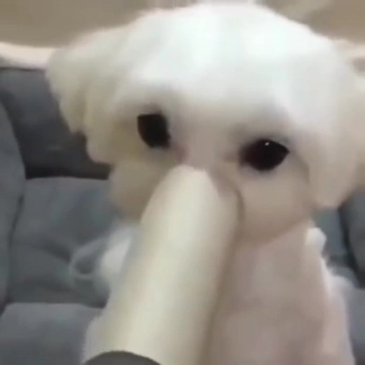 Jisoo, Lisa, and Dalgom: A Heartwarming Trio