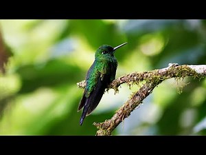 Stunning 4K Footage of Green-Crowned Brilliant Hummingbird | Colorful Birdwatching in UHD