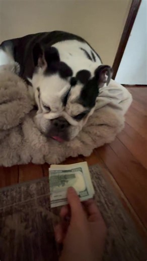 English Bulldog Gets a Well-Deserved Treat