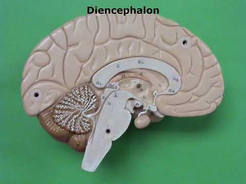 Diencephalon Anatomy