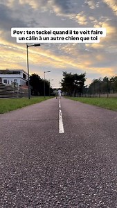 Pas plus jaloux qu’un teckel 😂 CD : @aiko_le_deglingo sur TikTok — Pour ceux souhaitant adopter un teckel, nous avons conçu un guide complet sur la race ⤵️ - Préparation à l’adoption - Recommandation d’élevages - Accueil à la maison, éducation Et d’autres chapitres pour vous aider à réussir votre adoption sans stress ! 👉 Disponible en cliquant sur le lien en bio ou sur www.teckeltrotteur.com #teckel #teckeltrotteur #teckelofinstagram #teckelpuppy #teckellove #teckellovers #teckellovers #funnyd