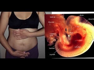 Panza De 5 Semanas De Embarazo y Desarrollo del Embrion Feto
