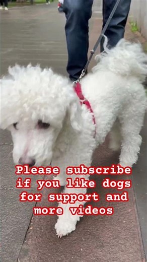I meet very cute white dog at park