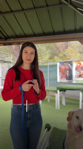 Master Dog Training on Reels