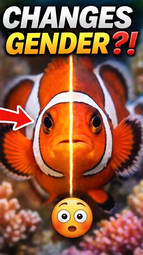 How Clownfish Change Gender 😳 Fish That Switches Sex