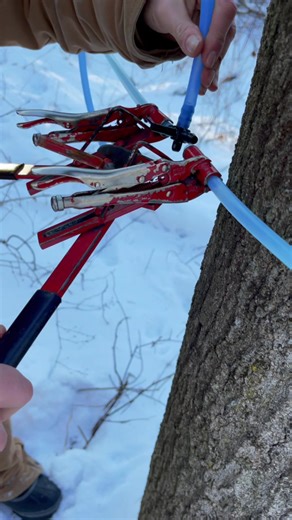 Using our two handed tubing tool to install fittings (drops) onto sap lines. We do this at every maple tree before adding the taps. Tapping starts this month🍁 #maplesyrup #maple #syrup #sapline #tool #maintenance #woodliferanch #installation #drops #tapping #tappingtrees #mapletree #workingoutside