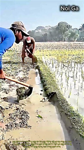 농부들의 정교한 논둑 다지기 작업 현장 #worker #process #farm #mud #field