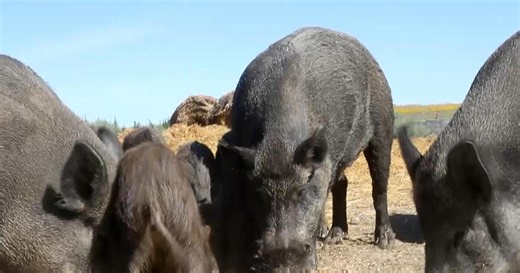 "Super pigs" cause chaos along U.S.-Canada border