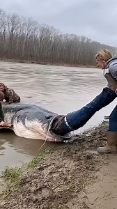 Just see this amazing catfish trying to swallow | UKENI TV