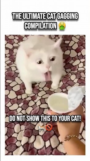 The Ultimate Cat Gagging Compilation 🤮🤣 #shorts