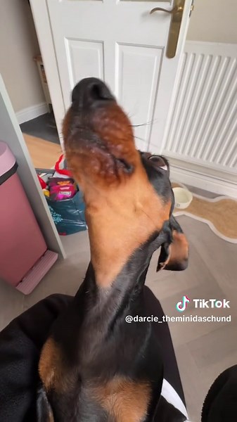 ✨diva✨ #dachshund #minidachshund #sausagedog #doghowl #funnydogs