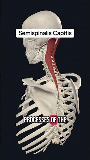 The Semispinalis Capitis Muscle