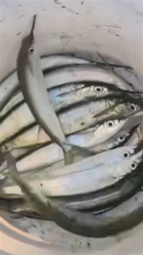 Chad on Instagram: "Ballyhoo in 30 seconds from the bridge!! Continuing with the bait series, using bait you catch from the bridge, I wanted to show different ways to skin the same cat! It all DEPENDS on the situation!! Makes sure to get your size 4 sabikis for only 3.99 @bitemebaitshack Can I get get a YEAH BUDDY!!! #bigfish #explore #saltlife #floridakeys #foryou"