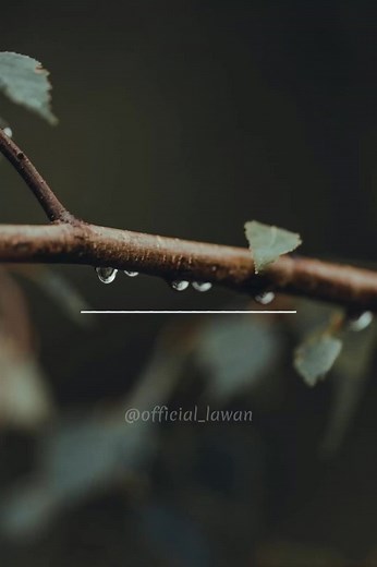 (lyrics) #official_lawan #hausamusic#hausalyrics #arewatiktok