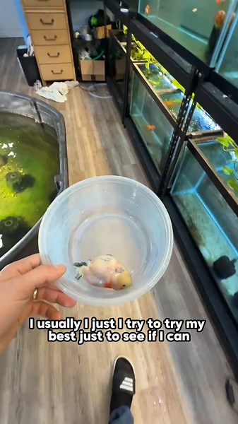 Remembering Mr. Chunky: A Tribute to a Beloved Fish
