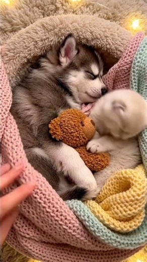 Puppy & Kitten Falling Asleep Together 🐶🐱🧸 | Cozy ASMR #shorts