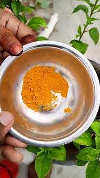 How to remove dark pest in hibiscus plants I Vijji's kitchen garden