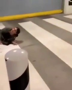 cbusting2020 on Instagram: "#SPORT #FEMALE_SPORT #WOMEN_SPORT #ballbust #groin #women #cbust #cbusting #cpunt #punting #lowblow #crotch #groin #catfight #catfighting #fight #fighting #groinattack #ballbust #ballbusting #belowthebelt #nutshot #crotchshot #cbust #cbusting #wrestling #groinkick #kick #bikini #ringdivas"