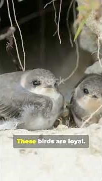 You Won’t Believe How Swifts Mate in Mid-Air!