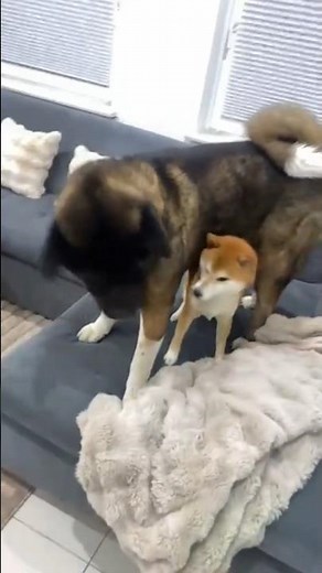 Size difference between American Akita Dog Vs Shiba Inu