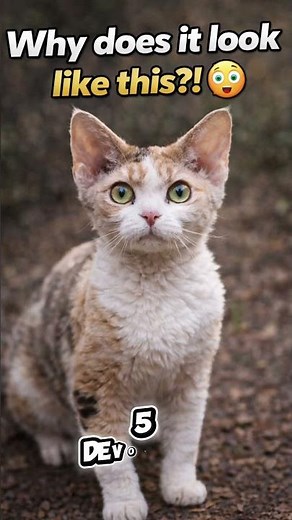 TOP 10 MOST UNUSUAL CAT BREEDS