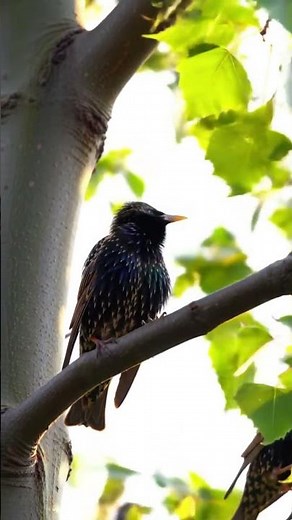 European Starling Call — Hear This Wild Starling Song! #birdsound #wildlife #asmr