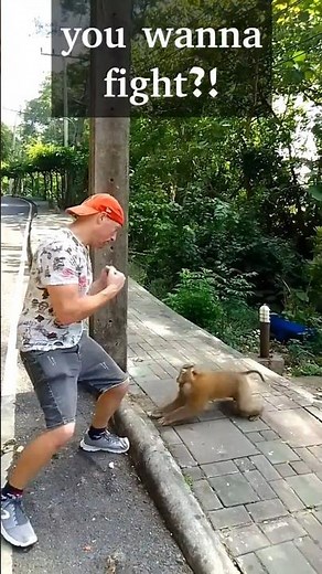 Man vs. Monkey #fight #funny #wildlife #monkey #travel #comedy #thailand #phuket #crazy #monkeys
