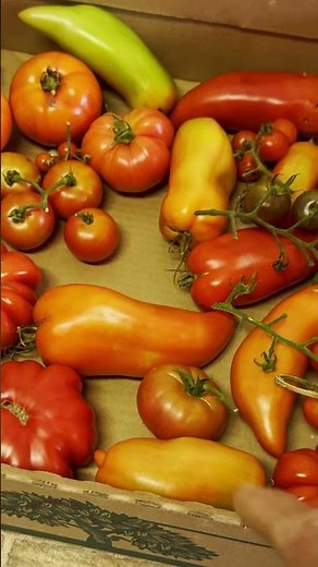 FORCE RIPEN GREEN TOMATOES (LINK BELOW) #gardeningtips #tomatoes #organicgardening