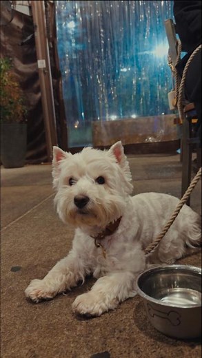 42K views · 1.3K reactions | This fall, let Tripadvisor guide you to the best dog-friendly patios where you and your pup can enjoy a cozy meal and soak up the autumn breeze.  | Cesar Canine Cuisine | Facebook