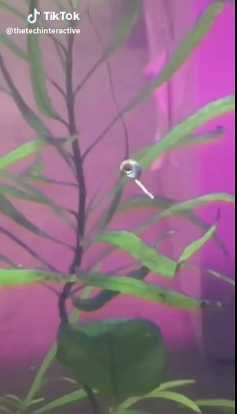 The snail has been surfing on this stick all day and we’re just like 🤯 #snail #fishtank #aquaponics #surf #vibecheck