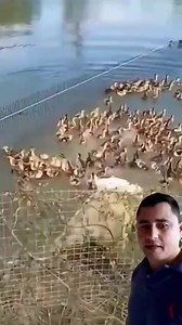 15 dias de nascido já vai aprender logo nadar dentro da água #viralizar #top | Jose Cicero