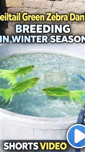 vile tail green zebra danio breeding in Winter season #ZebraDanioTank #zebradaniobreeding #aquarium