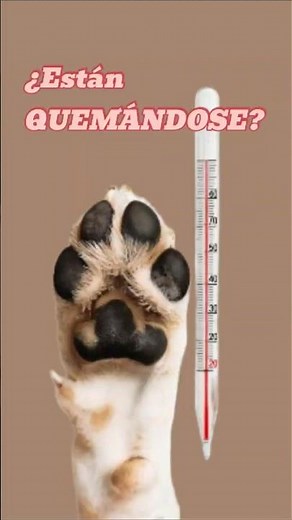¿Cómo cuidar las ALMOHADILLAS de tu perro? 🐾🔥 (Evita quemaduras)