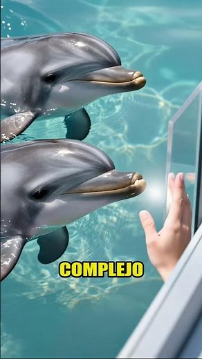 Dolphins: Amazing Intelligence! 🐬