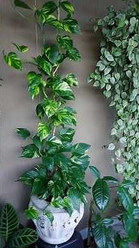 Você conhece essas plantas?