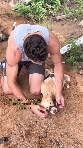 Rescuing Dogs: Heartwarming Stories from the UK