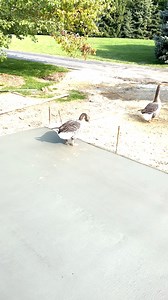 134K views · 4.4K reactions | Wet Concrete + Farm Animals Don't Mix... #farmlife #farmers #farming #lol #funny #farmanimals #cuteanimals | Fluffy Feather Farm | Facebook