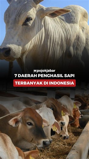 1.8M views · 18K reactions | 7 Daerah Penghasil Sapi Terbanyak di Indonesia 7. Lampung Di posisi ketujuh, provinsi dengan populasi sapi terbanyak adalah Lampung. Di provinsi paling selatan pulau Sumatera ini, tercatat ada 850.555 ekor sapi pada tahun 2019. Lalu pada tahun 2020 sempat menurun menjadi 808.424 ekor dan naik lagi pada tahun 2021 menjadi sebanyak 860.951 ekor. | Pojokjabarcom | Facebook