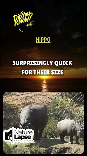 This 3-Ton Animal Runs 30 MPH! 🦛💨 #FastWaterTank