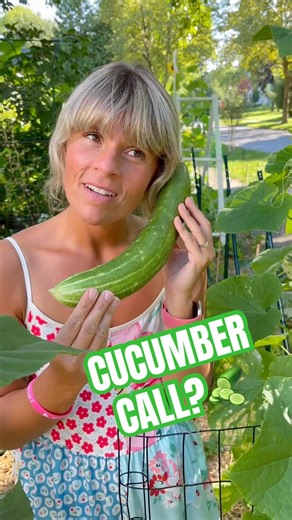 Best cucumber call I ever got. 🥒 These two vertical farming methods are affordable and work.