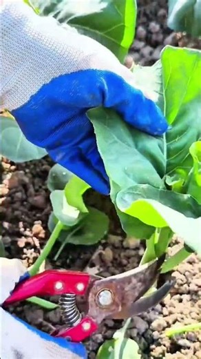 Hand Pruning Fresh Broccoli Stem Using Sharp Garden Shears
