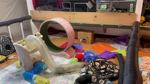 ferrets for adoption and rehom (@ferrets.for.adopt77)’s videos with original sound - ferrets for adoption and rehom